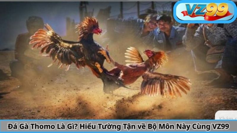 Đá Gà Thomo Là Gì? Hiểu Tường Tận về Bộ Môn Này Cùng VZ99 4 Đá Gà Thomo Là Gì? Hiểu Tường Tận về Bộ Môn Này Cùng VZ99