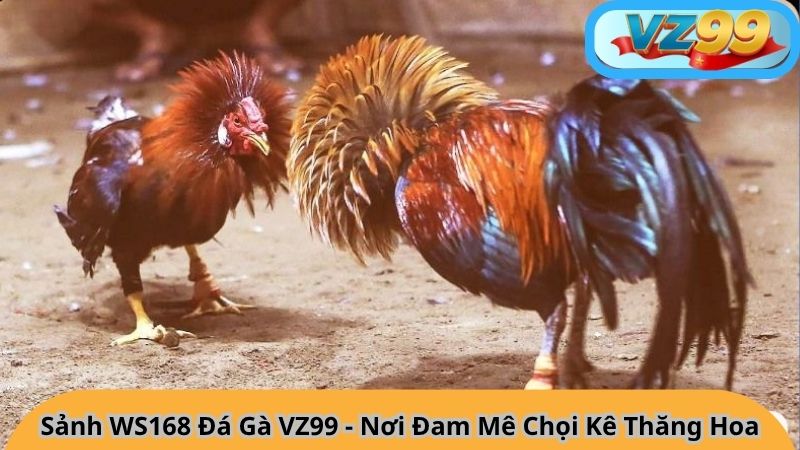 Sảnh WS168 Đá Gà VZ99 - Nơi Đam Mê Chọi Kê Thăng Hoa 3 Sảnh WS168 Đá Gà VZ99 - Nơi Đam Mê Chọi Kê Thăng Hoa