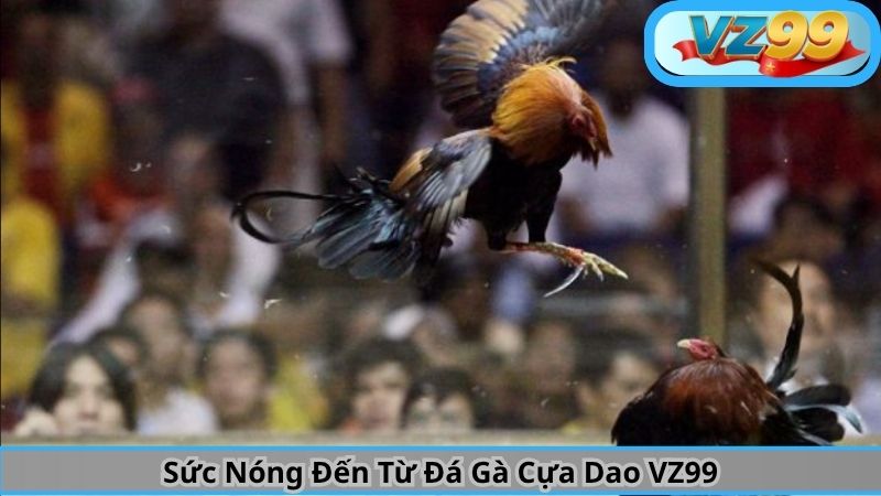 Sức Nóng Đến Từ Đá Gà Cựa Dao VZ99 5 Sức Nóng Đến Từ Đá Gà Cựa Dao VZ99