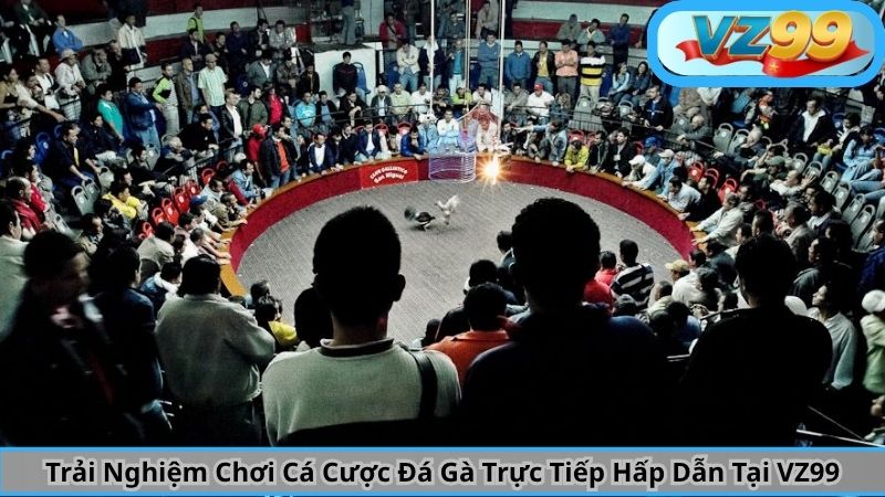 Trải Nghiệm Chơi Cá Cược Đá Gà Trực Tiếp Hấp Dẫn Tại VZ99 6 Trải Nghiệm Chơi Cá Cược Đá Gà Trực Tiếp Hấp Dẫn Tại VZ99