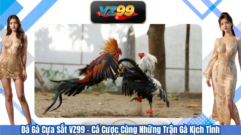 Đá Gà Cựa Sắt VZ99 – Cá Cược Cùng Những Trận Gà Kịch Tính 1 Đá Gà Cựa Sắt VZ99 – Cá Cược Cùng Những Trận Gà Kịch Tính